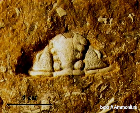 трилобиты, ордовик, Ленинградская область, Phacopida, reraspis, Ordovician