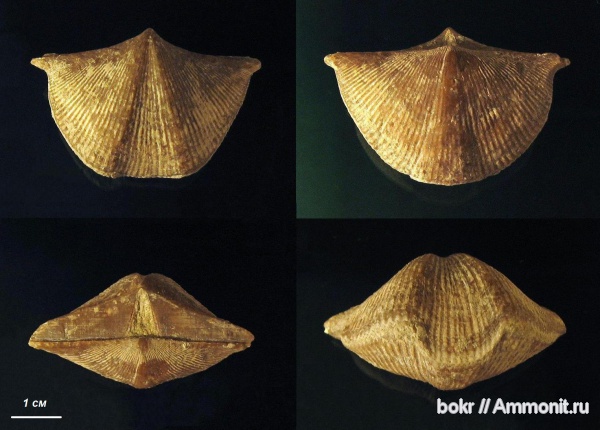 брахиоподы, девон, Devonian, Cyrtospirifer, Spiriferida, Новгородская область, cyrtospirifer schelonica