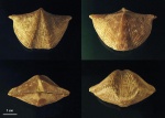 Cyrtospirifer schelonicus