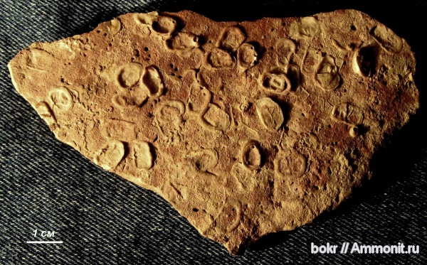 брахиоподы, девон, Devonian, Ленинградская область, Spirorbis, Productida, Microconchida, irboskites