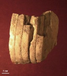 Фрагмент ядра раковины Cyclopites cyclops
