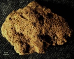 Обрастающий кораллит Aulopora compacta