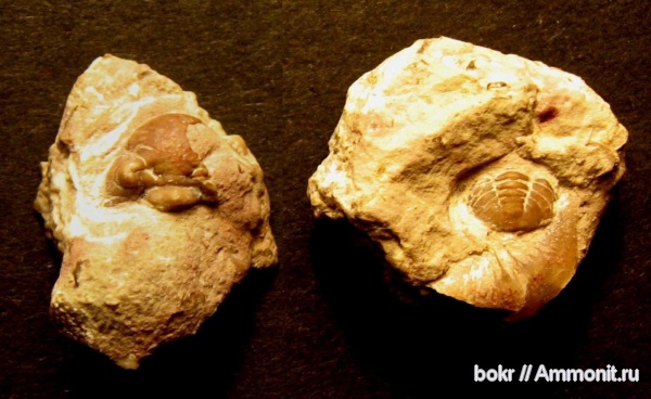 трилобиты, ордовик, Ленинградская область, Estoniops, Phacopida, Keilapyge, Pterygometopidae, Ordovician