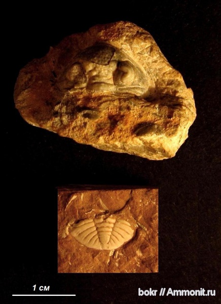 трилобиты, ордовик, Ленинградская область, Estoniops, Phacopida, Pterygometopidae, Ordovician