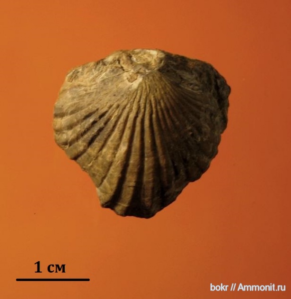 Devonian