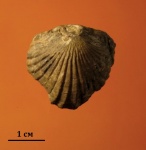Брахиопода Ripidiorhynchus?