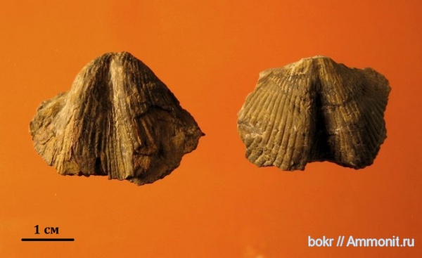 Devonian, spiriferidae