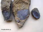 Брахиоподы Stropheodonta