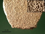 Плитка с Umbella robusta