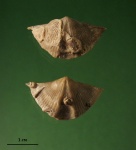 Раковины Lamellespirifer muralis с обрастателями