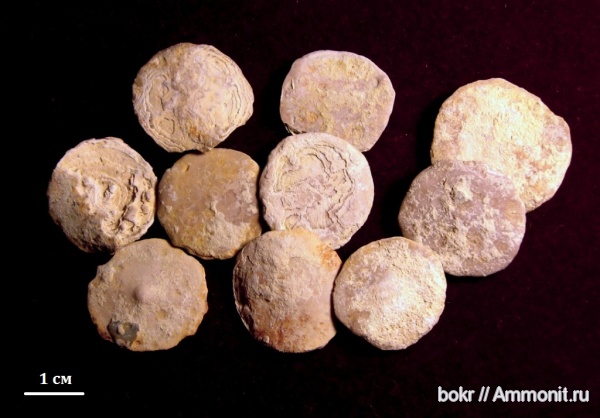 палеоген, Крым, Nummulites, нуммулиты