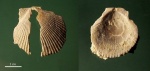 Двустворки Clamys sp.