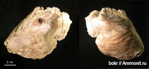 палеоген, Крым, bivalvia, griphaea rarilamella