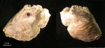 Gryphaea rarilamella