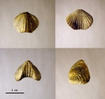 Ripidiorhynchys livonicus