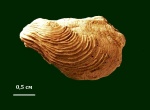Двустворка Leptodesma sp.
