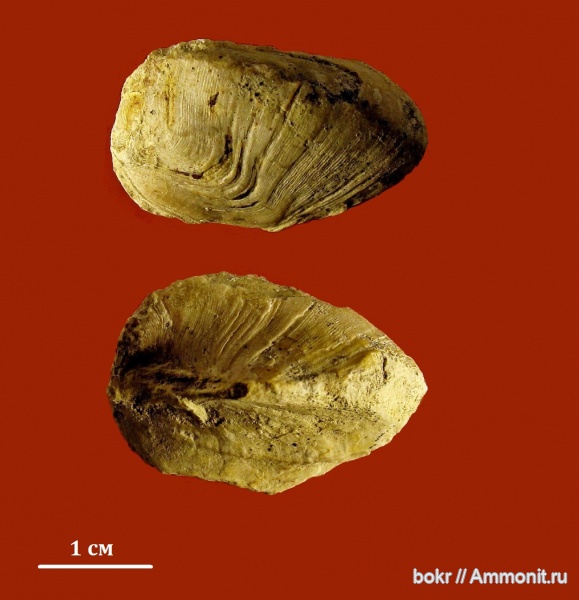 девон, Devonian, Липецкая область, bivalvia, Kochia