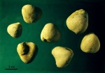 Брахиоподы Porambonites