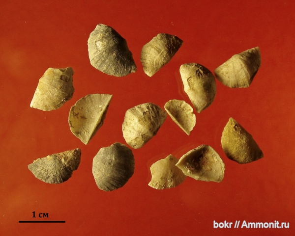 ордовик, Ленинградская область, Sowerbyella, brachiopoda, Strophomenidae