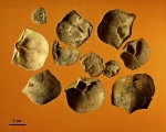 Брахиоподы Clitambonites squamatus