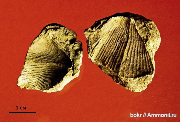 девон, Devonian, Cyrtospirifer, brachiopoda, Новосибирская область