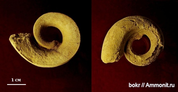 ордовик, Ленинградская область, Gastropoda, Lesueurilla