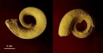 Гастропода Lesueurilla marginalis