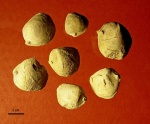 Двустворки Veimarnella globosa