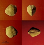 Двустворка Veimarnella globosa