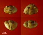 Asaphus lamanskii