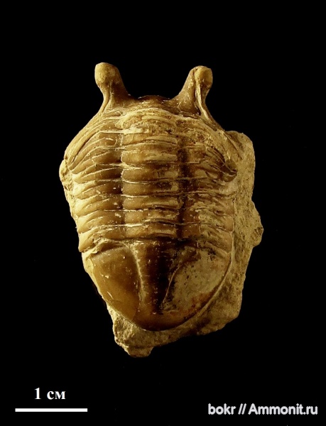 трилобиты, ордовик, Ленинградская область, Asaphus punctatus, Asaphida