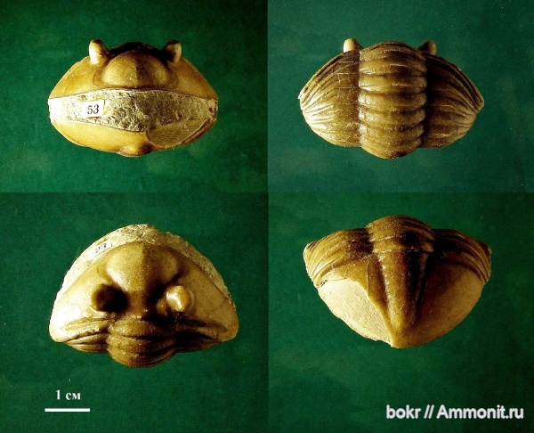 ордовик, Ленинградская область, Asaphida, Волхов, Asaphus ingrianus