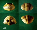 Трилобит Asaphus ingrianus