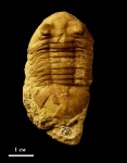 Трилобит Asaphus latus