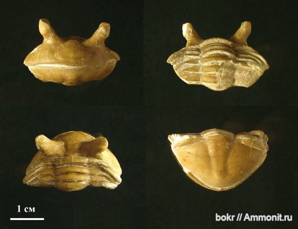 ордовик, Ленинградская область, Asaphus punctatus, Asaphida, Волхов
