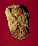 Трилобит Proasaphus primus