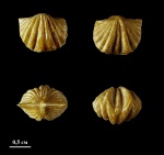 Брахиопода Platystrophia costata