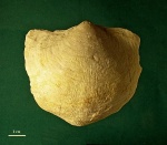 Брахиопода Striatifera sp.