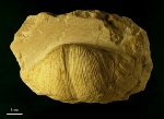 Брахиопода Gigantoproductus
