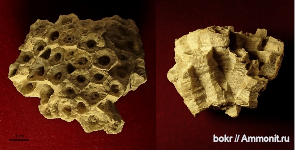 девон, Actinocyathus, Anthozoa, Rugosa, Новгородская область, р. Мста
