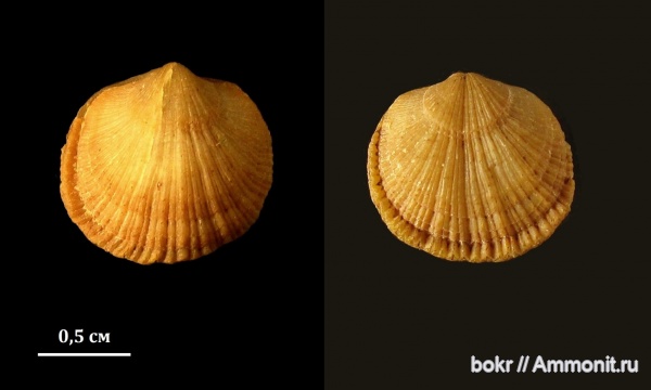ордовик, Ленинградская область, Orthida, brachiopoda, Paurorthis parva