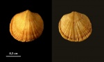 Брахиопода Paurorthis sp.
