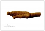 Приросший с мшанке Cornulites
