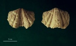 Брахиопода Platystrophia chama