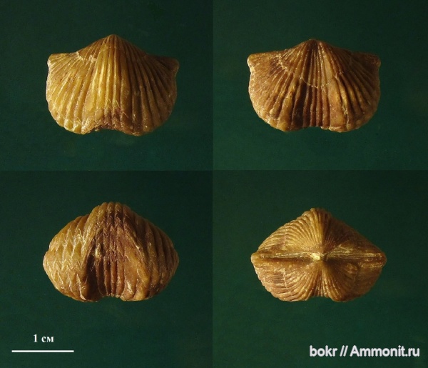 ордовик, Ленинградская область, Platystrophia, Orthida, brachiopoda, Platystrophia quadriplicata
