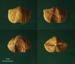 Брахиопода Platystrophia quadriplicata