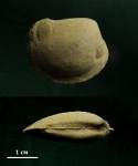 Bivalvia ордовика