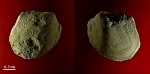 Bivalvia ордовика Ленобласти