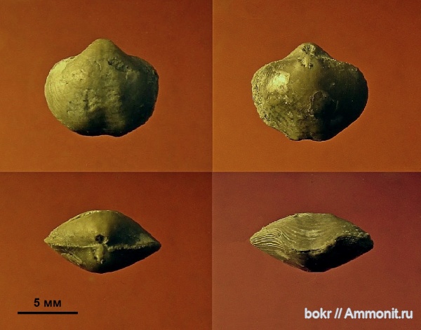 верхний девон, Athyridae, Псковская область, псковские слои, Anathyris montzevi