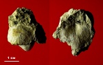 Брахиопода "Ortihsina" sp.